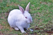 纯白色宠物兔图片