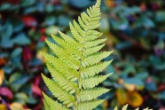 蕨类植物绿色叶子图片