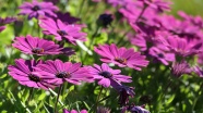 紫色雏菊花朵开放图片