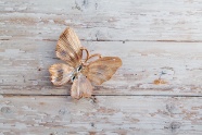 木桌上的装饰蝴蝶图片
