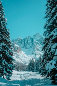 冬季雪域高山雪松图片