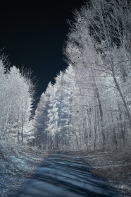 冬季树林雾凇风景图片