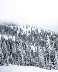 冬季冰雪森林图片