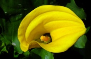 黄色红掌花朵图片