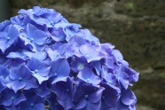 蓝色八仙花图片