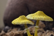 雷诺真菌蘑菇图片