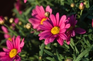 漂亮翠菊花朵摄影图片