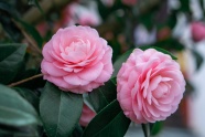 两朵漂亮粉色茶花图片