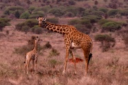 野生动物园长颈鹿图片