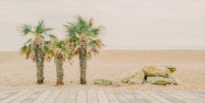 大海沙滩棕榈树图片