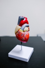 心脏3D模型图片