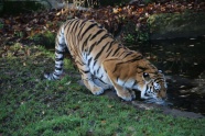 动物园大老虎喝水图片