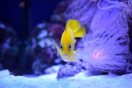 水族馆黄色小鱼图片