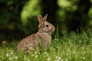 草丛里灰色兔子图片