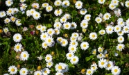白色雏菊小花朵图片