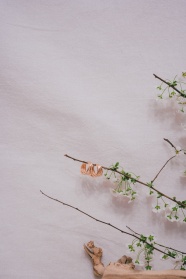 墙角白色花枝图片