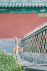 墙檐边上行走的小猫图片