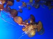 刺胞动物水母图片