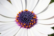 雏菊花朵微距图片