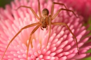 花朵上的长腿大蜘蛛图片