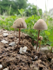 两朵小蘑菇图片