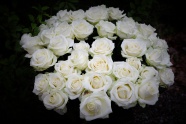 白色玫瑰花朵花束图片