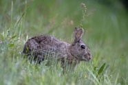 草丛里的灰色兔子图片