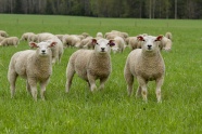 草地放牧羔羊图片