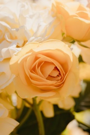 娇艳黄色玫瑰花图片