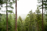 绿色杉树林图片