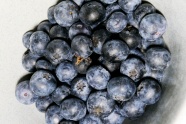 成熟蓝莓果图片