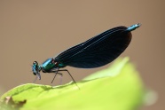 蓝色小蜻蜓摄影图片
