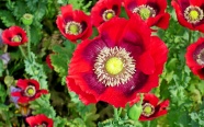 漂亮红色罂粟花图片