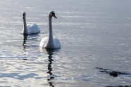 湖面两只大白天鹅图片