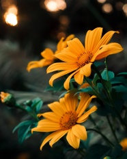 土黄色菊花图片