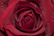 露水红玫瑰图片