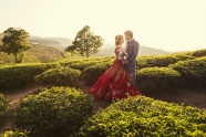 绿色茶园婚纱写真图片
