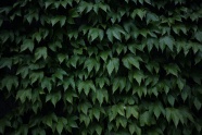 绿色藤蔓叶子图片