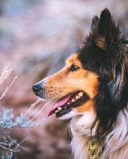 大型狼犬图片