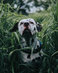 绿色野草丛斑点狗狗图片
