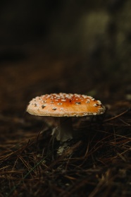 野生大蘑菇图片