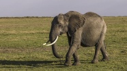 荒野平原大象图片
