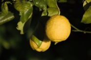 树上成熟黄柠檬图片