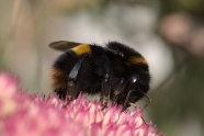 授花粉的蜜蜂图片