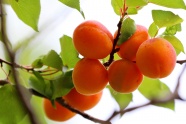 树枝上成熟杏子水果图片
