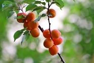 树枝上成熟杏子图片