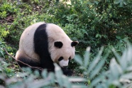 森林里的大熊猫图片