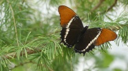 树枝上黑色蝴蝶图片