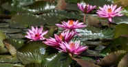 池塘粉色睡莲花绽放图片