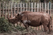 木栅栏里的棕色犀牛图片